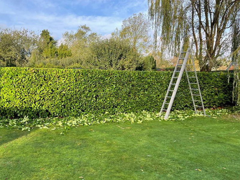 hedge cutting