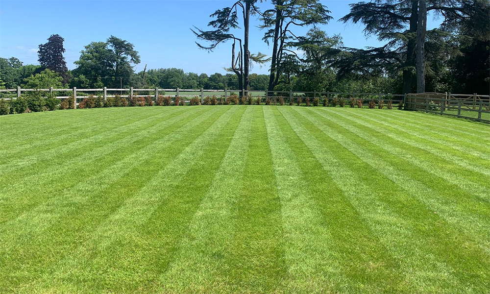 Freshly cut lawn